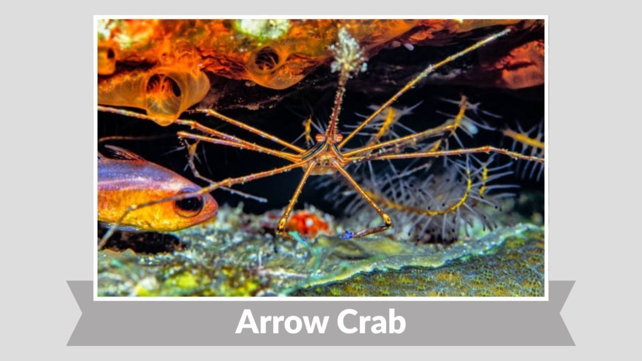 Arrow Crab
