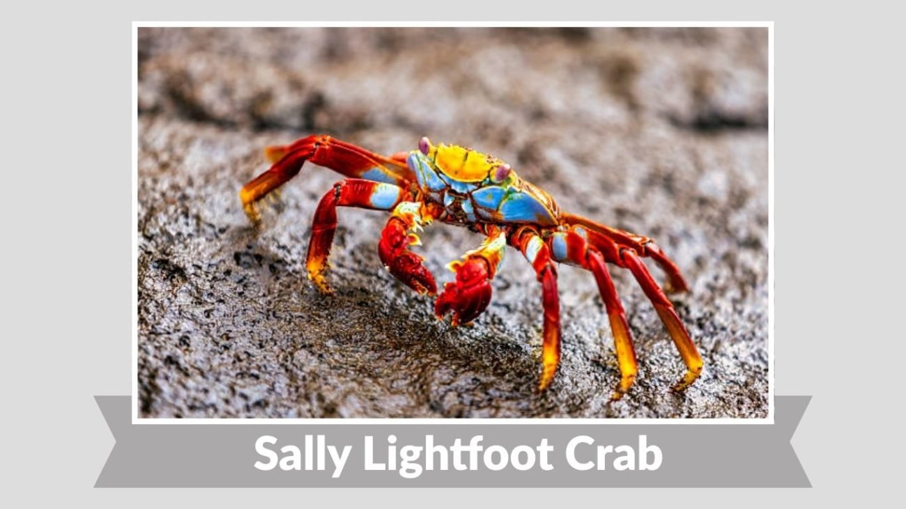Sally Lightfoot Crab