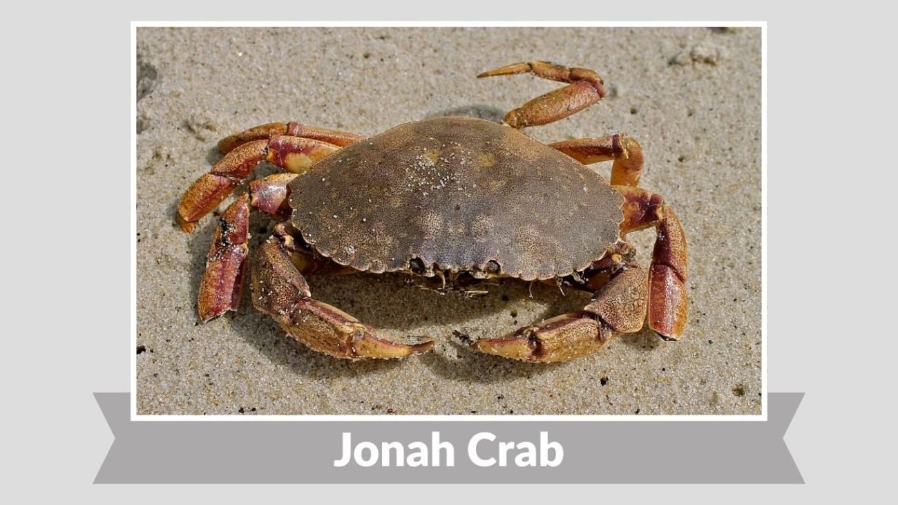 Jonah Crab