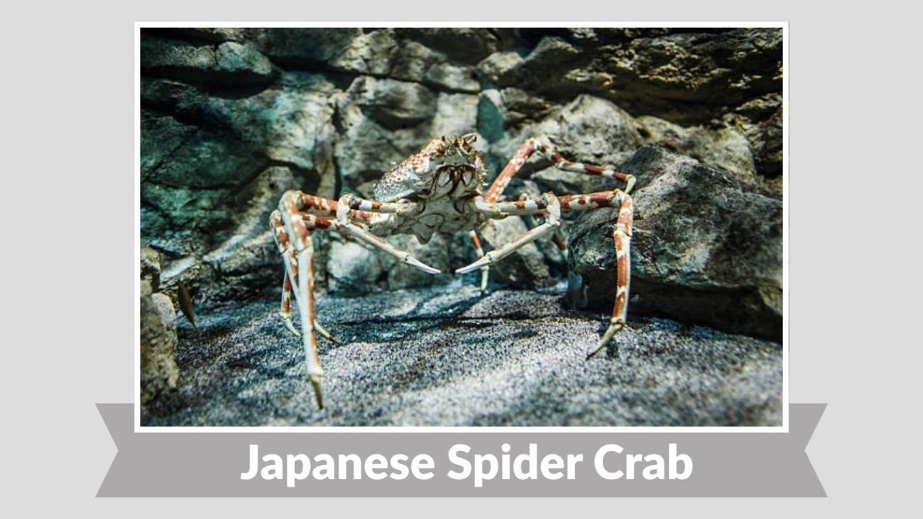 Japanese Spider Crab