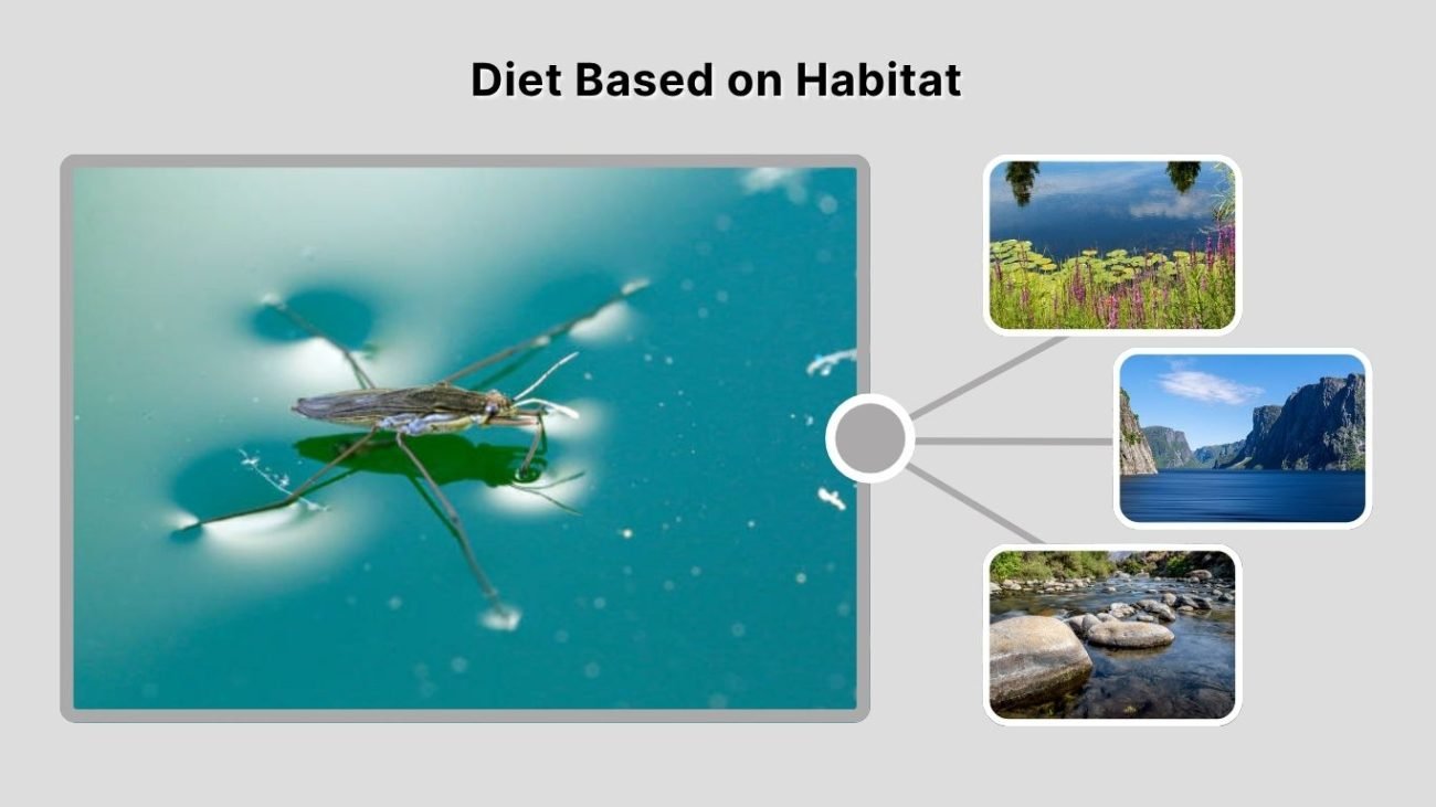 Diet Based on Habitat