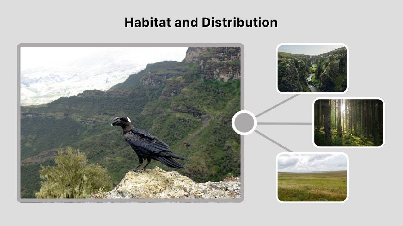 Habitat and Distribution