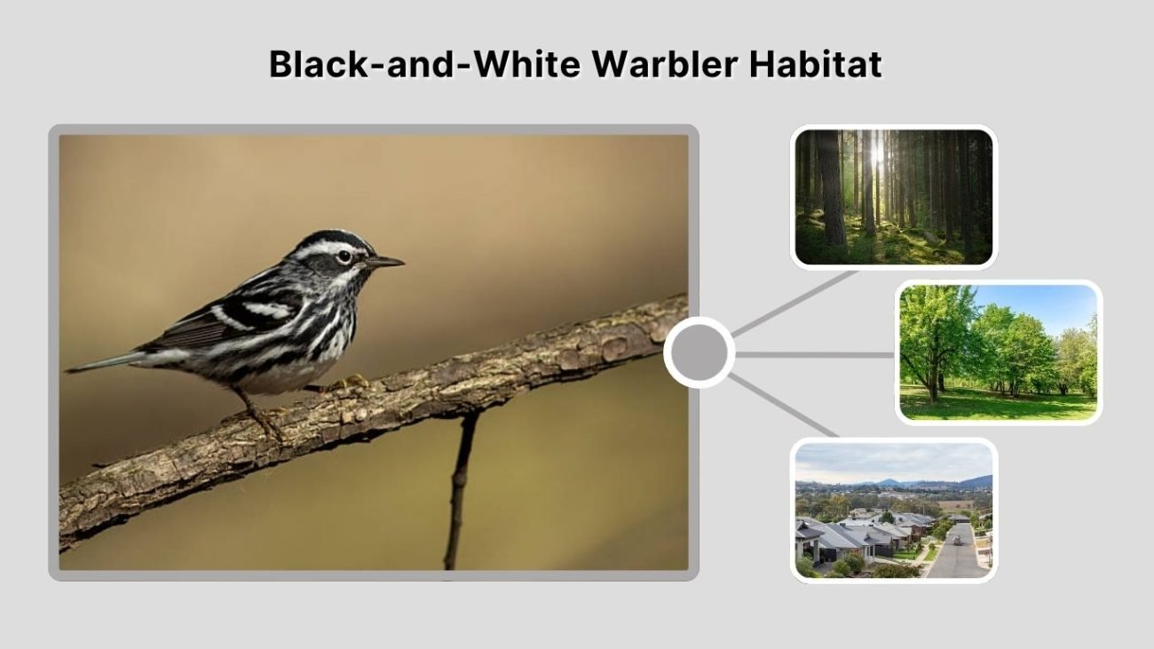 Black-and-White Warbler Habitat