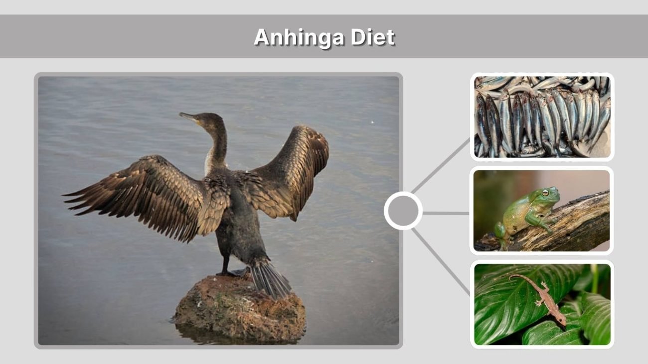 Anhinga Diet