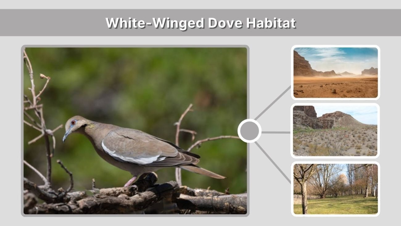 White-Winged Dove Habitat