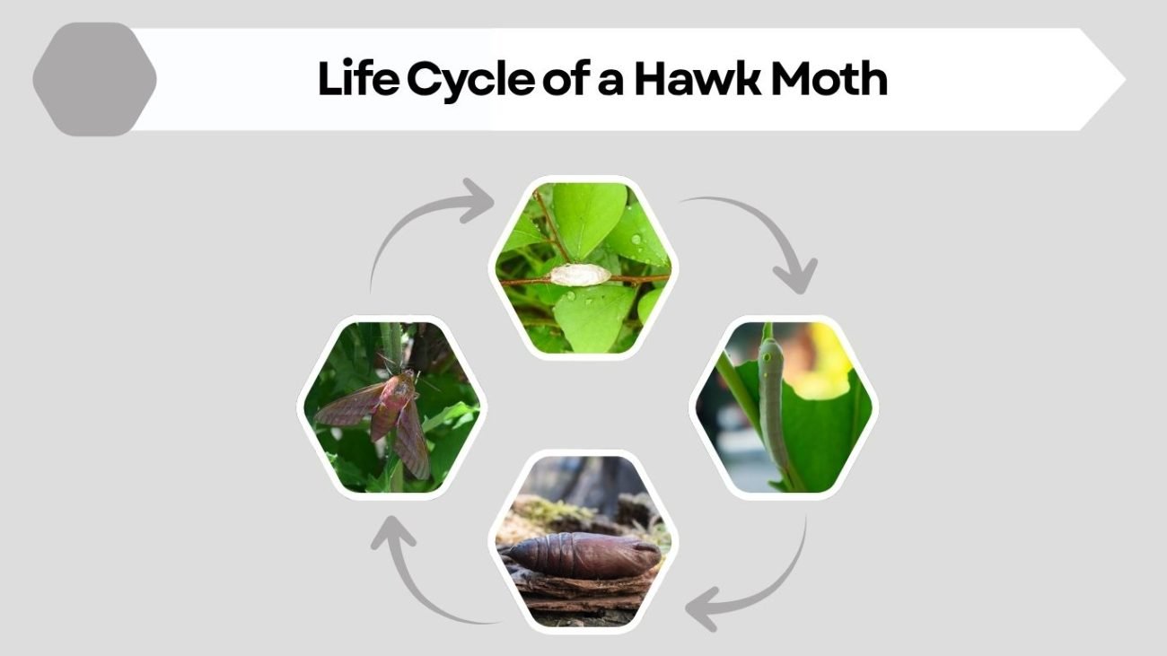 Life Cycle of a Hawk Moth