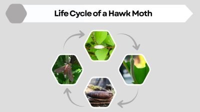 Hawk Moth: Size, Habitat, Life Cycle, Behavior & Facts