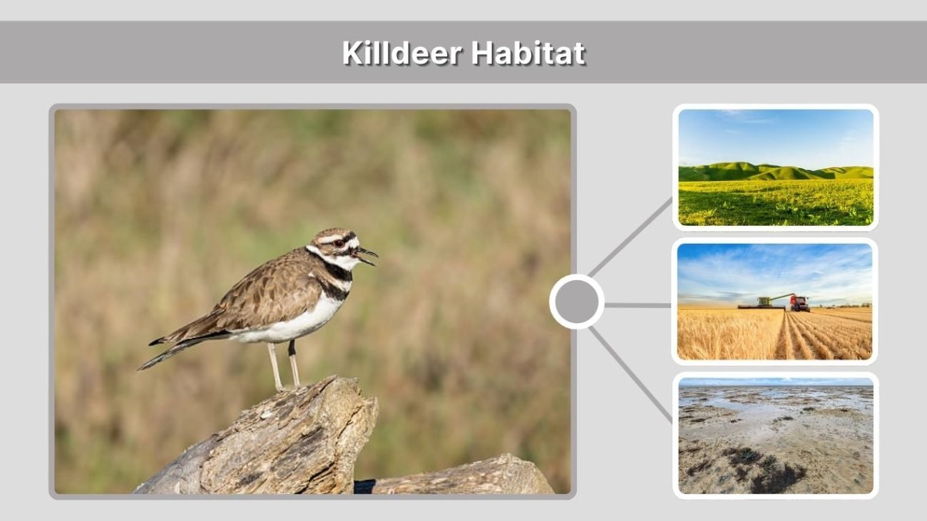 Killdeer Habitat