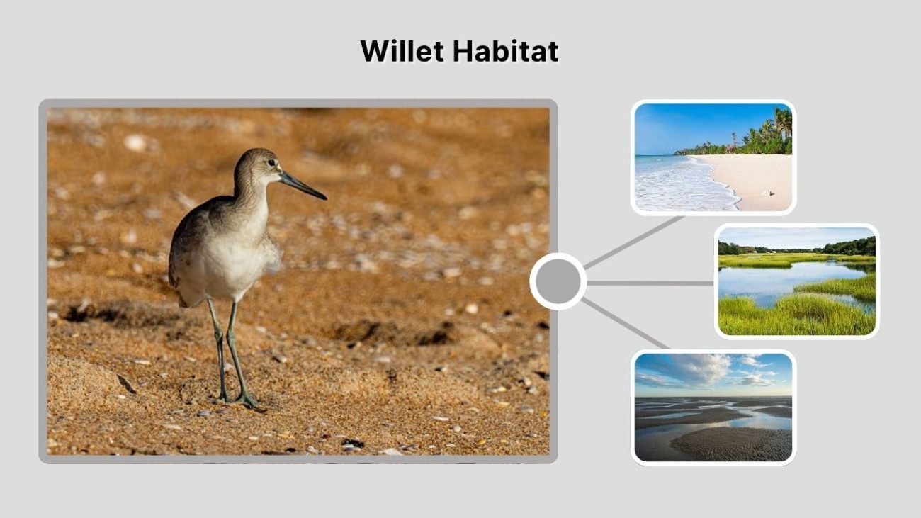 Willet Habitat