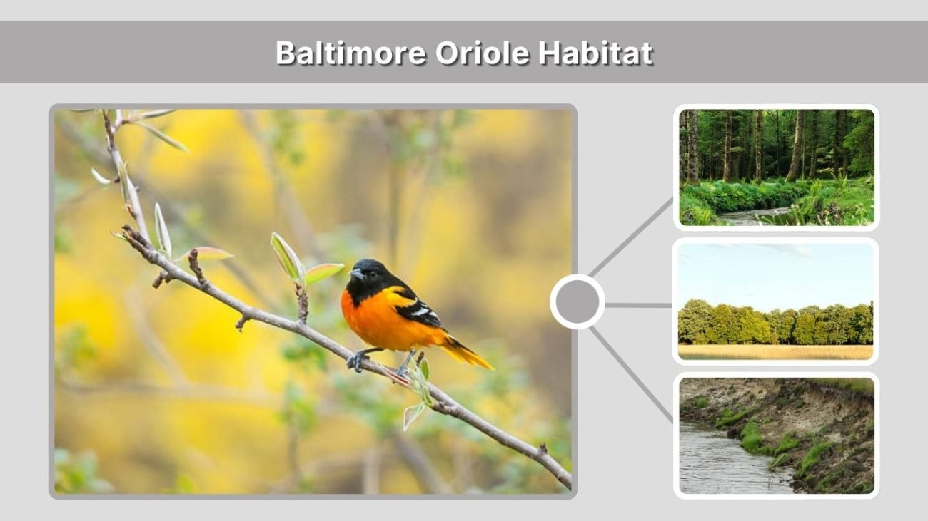 Baltimore Oriole Habitat