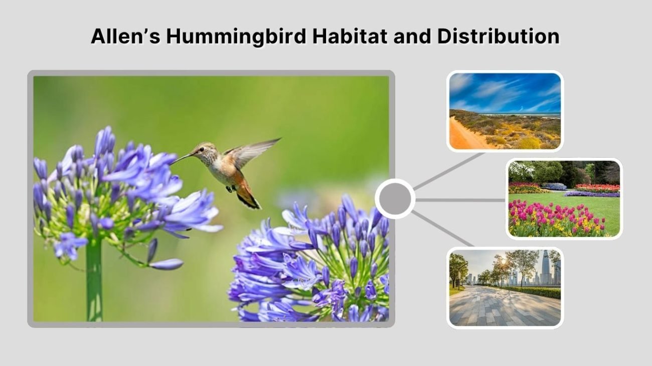 Allen’s Hummingbird Habitat and Distribution