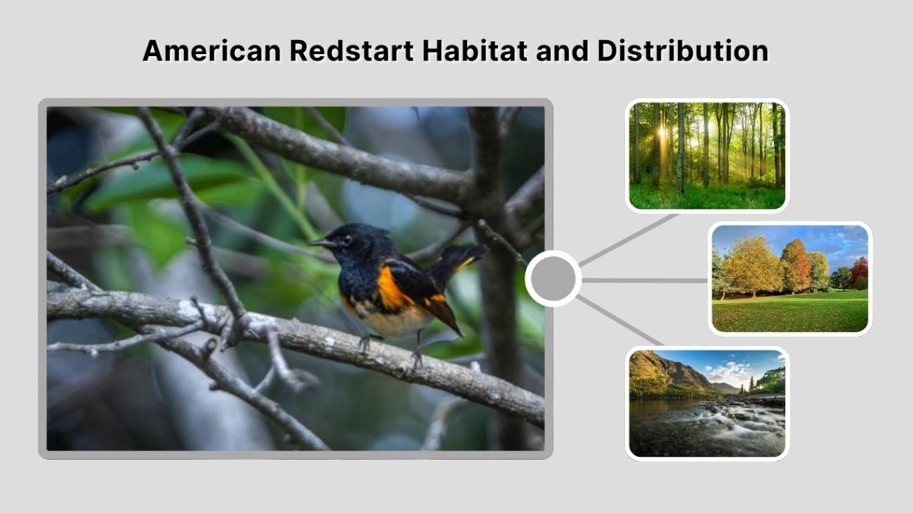 American Redstart Habitat and Distribution