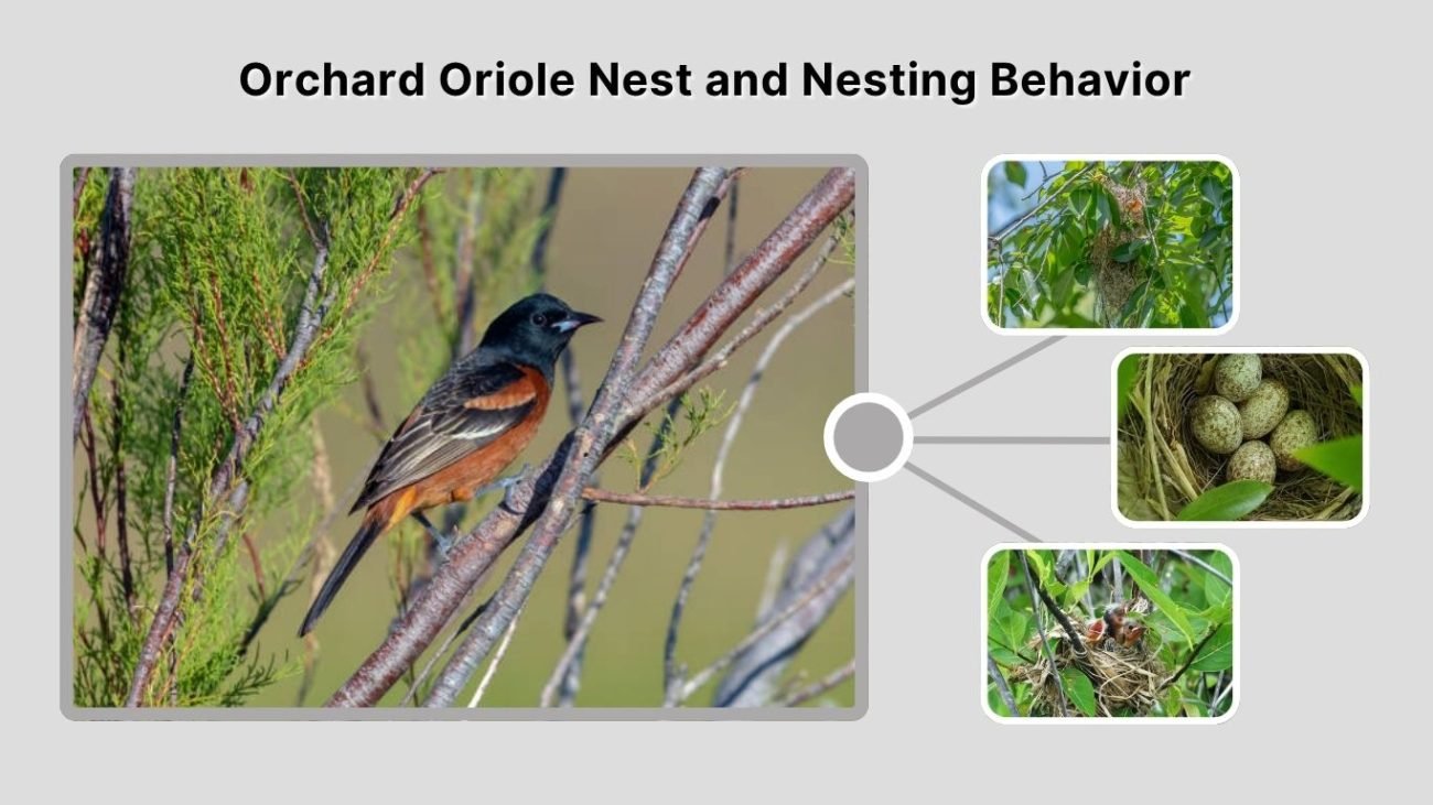 Orchard Oriole Nest and Nesting Behavior