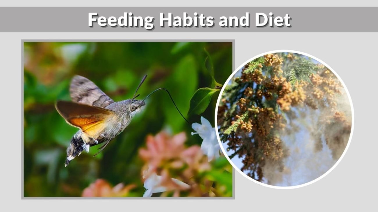 Feeding Habits and Diet