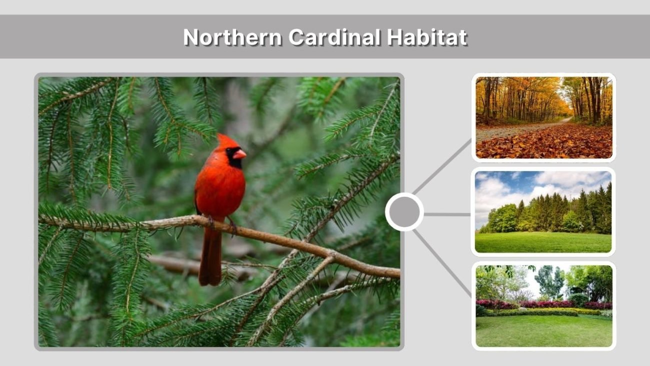 Northern Cardinal Habitat