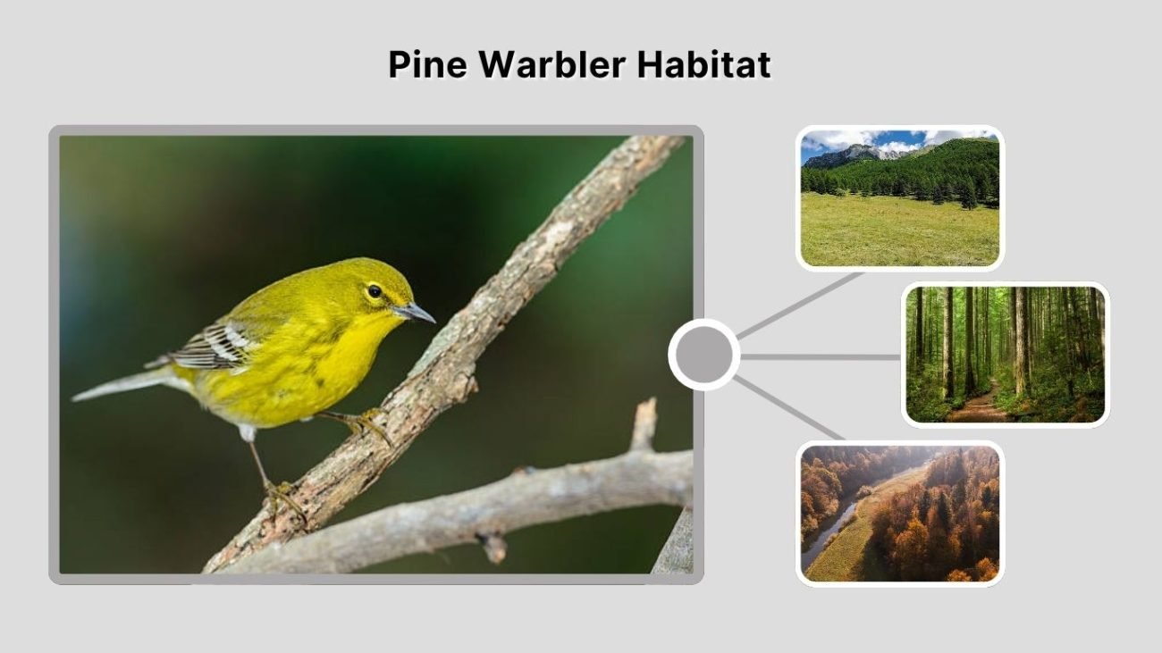 Pine Warbler Habitat