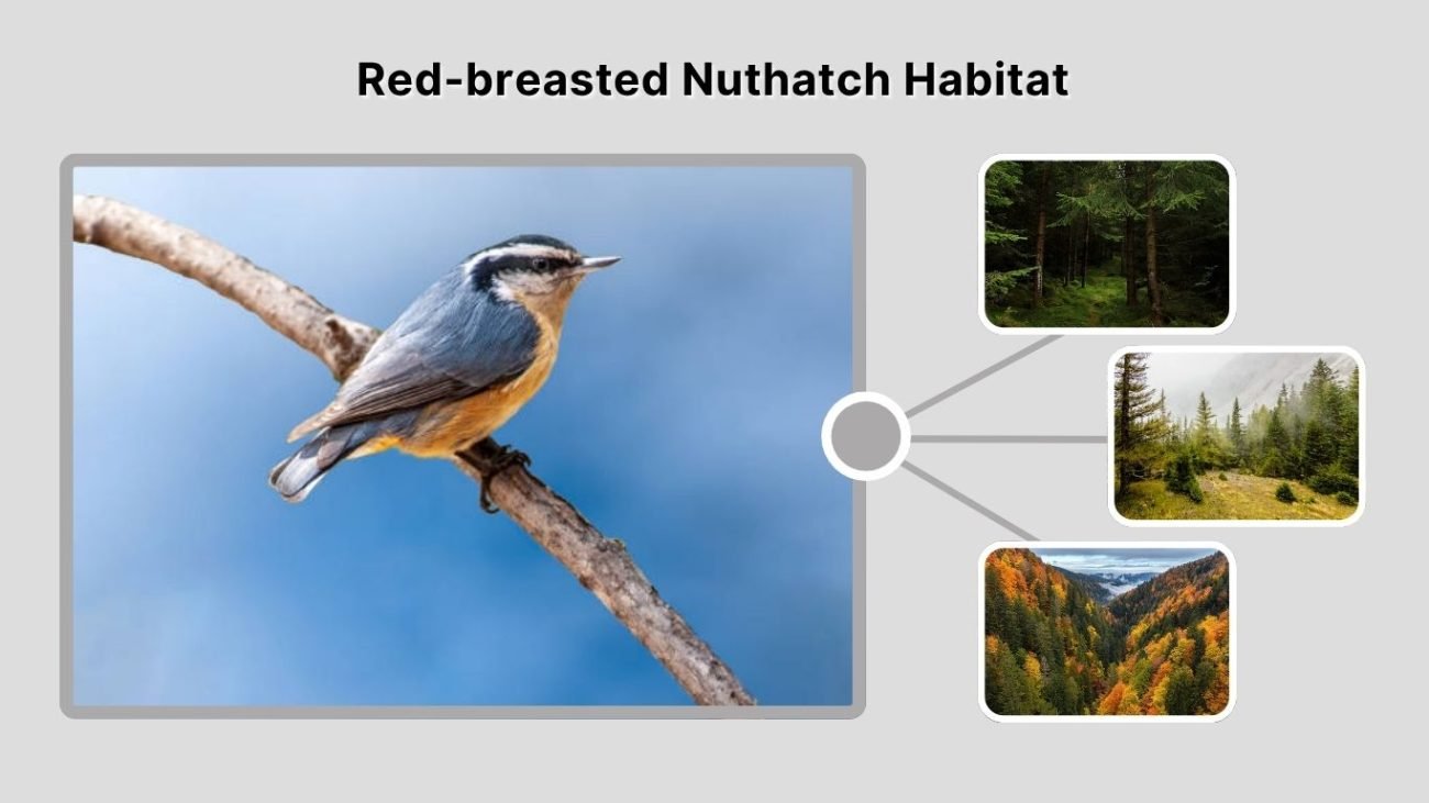 Red-breasted Nuthatch Habitat: Where Do They Live?