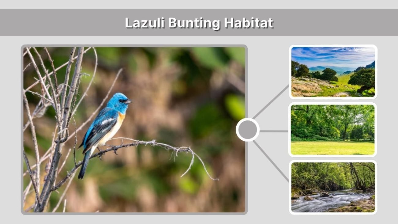 Lazuli Bunting Habitat: Where Do They Live?
