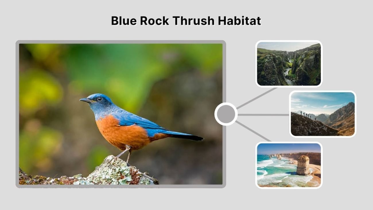 Blue Rock Thrush Habitat: Where Do They Live?