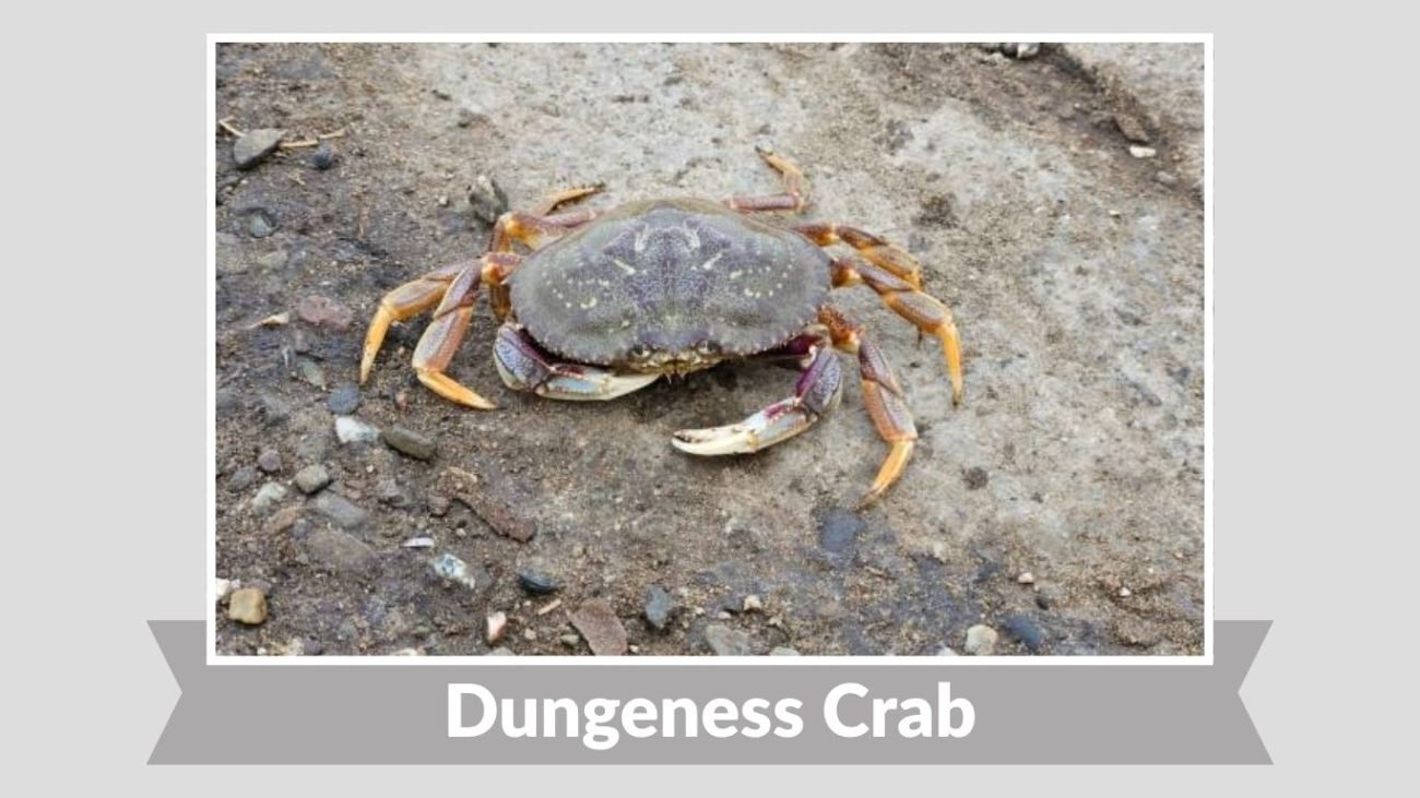 Dungeness Crab