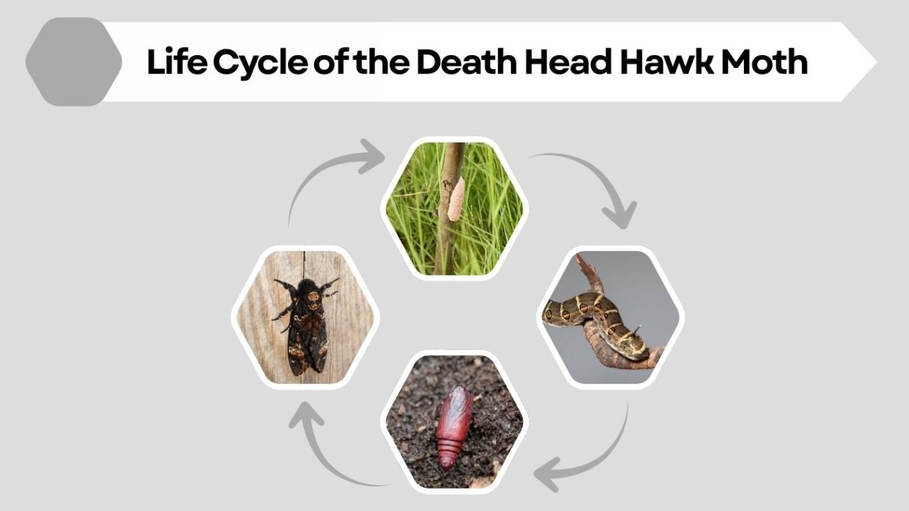 Life Cycle of the Death Head Hawk Moth