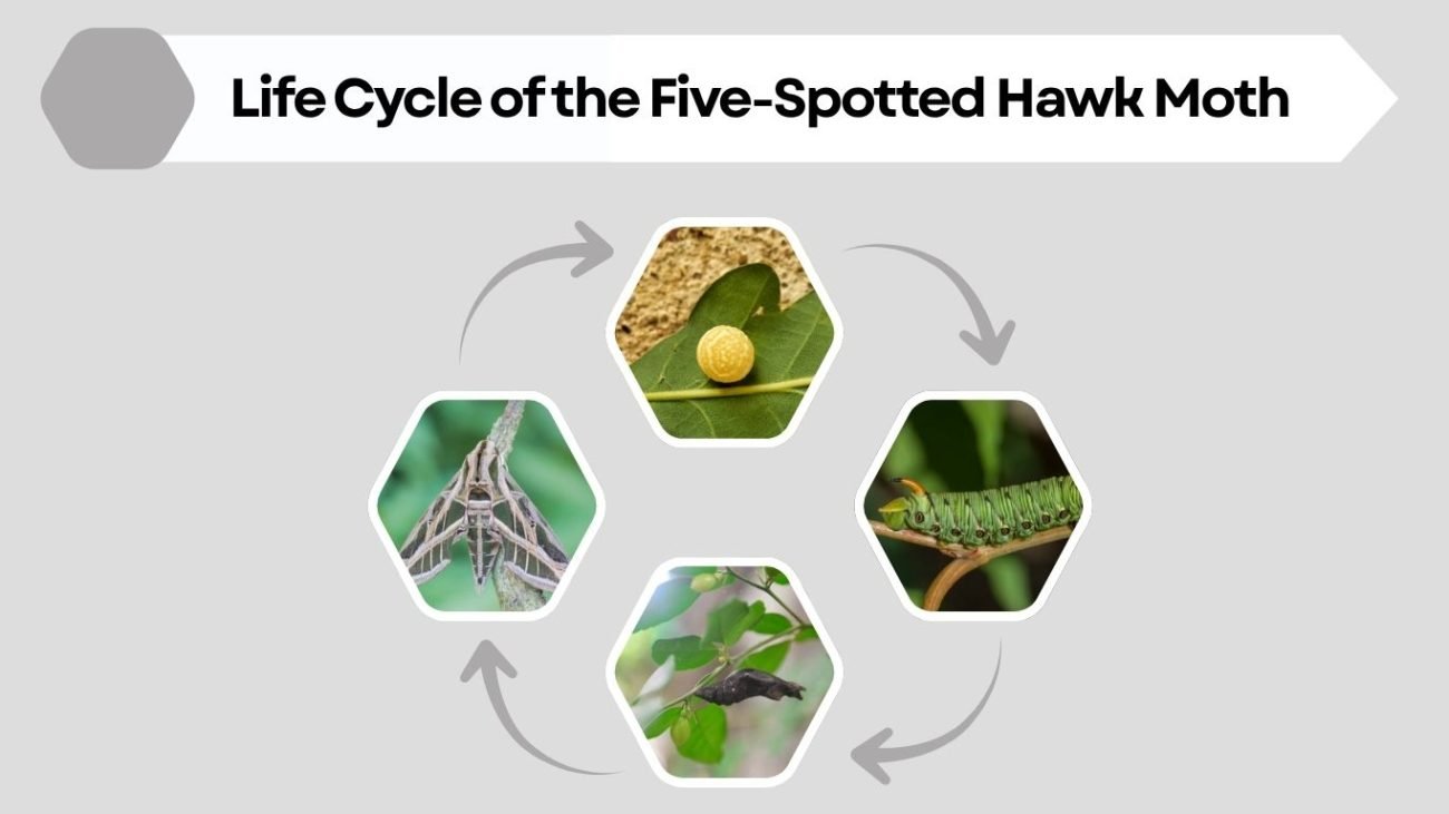 Life Cycle of the Five-Spotted Hawk Moth