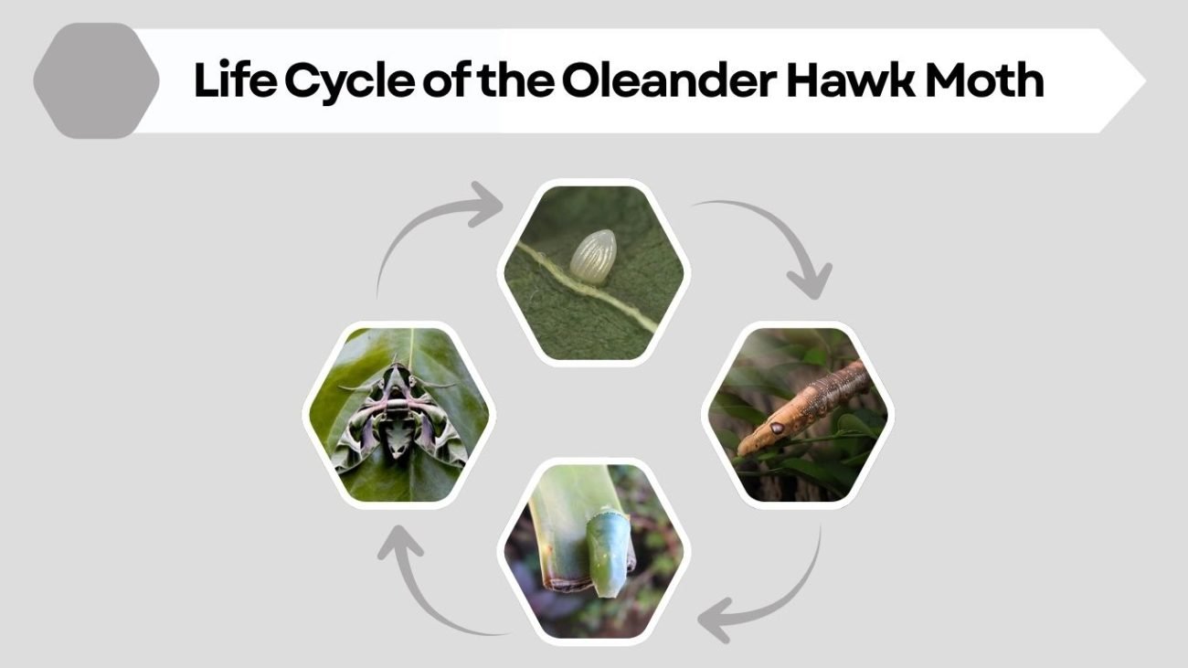 Life Cycle of the Oleander Hawk Moth