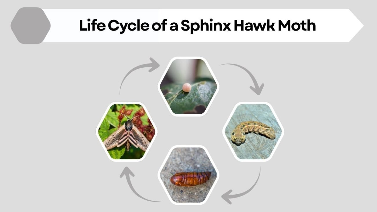 Life Cycle of a Sphinx Hawk Moth