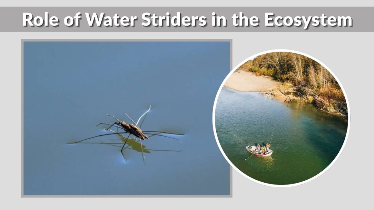 Role of Water Striders in the Ecosystem