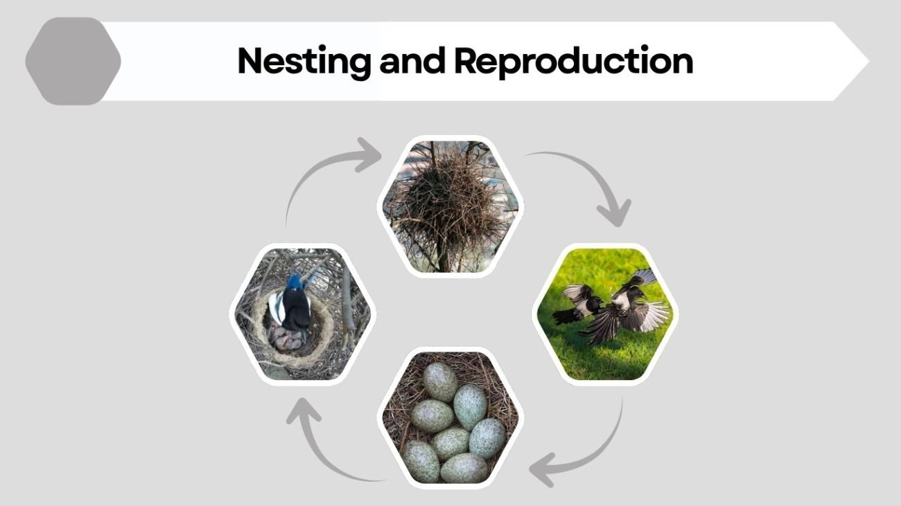 Nesting and Reproduction