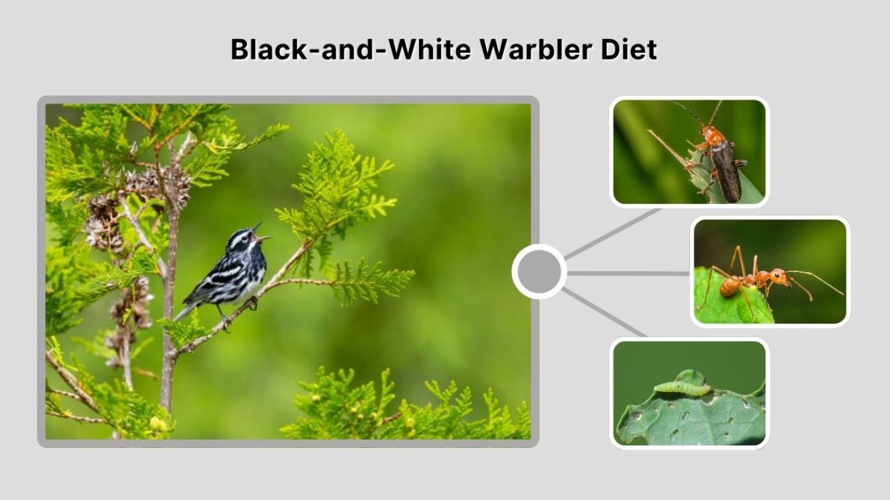 Black-and-White Warbler Diet