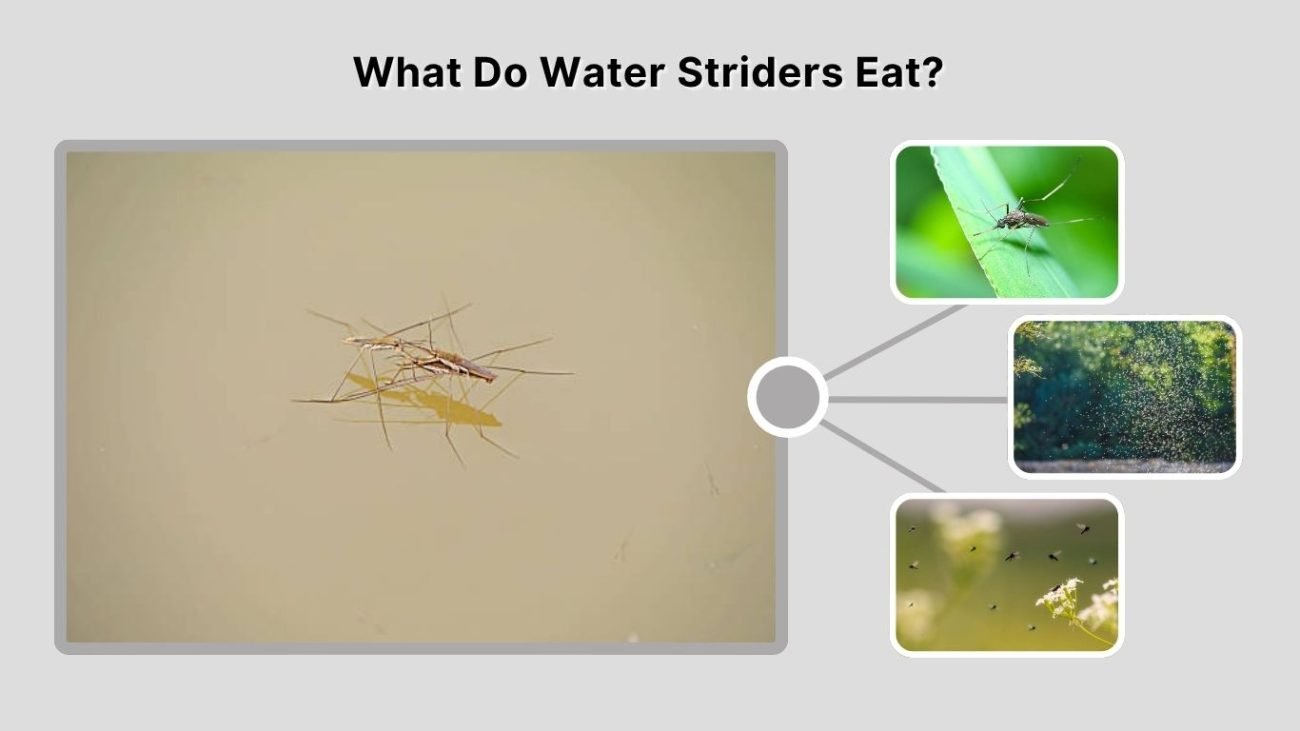 What Do Water Striders Eat?