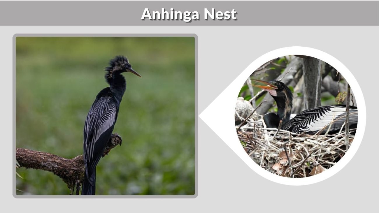 Anhinga Nest