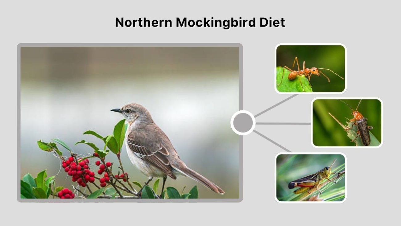 Northern Mockingbird Diet