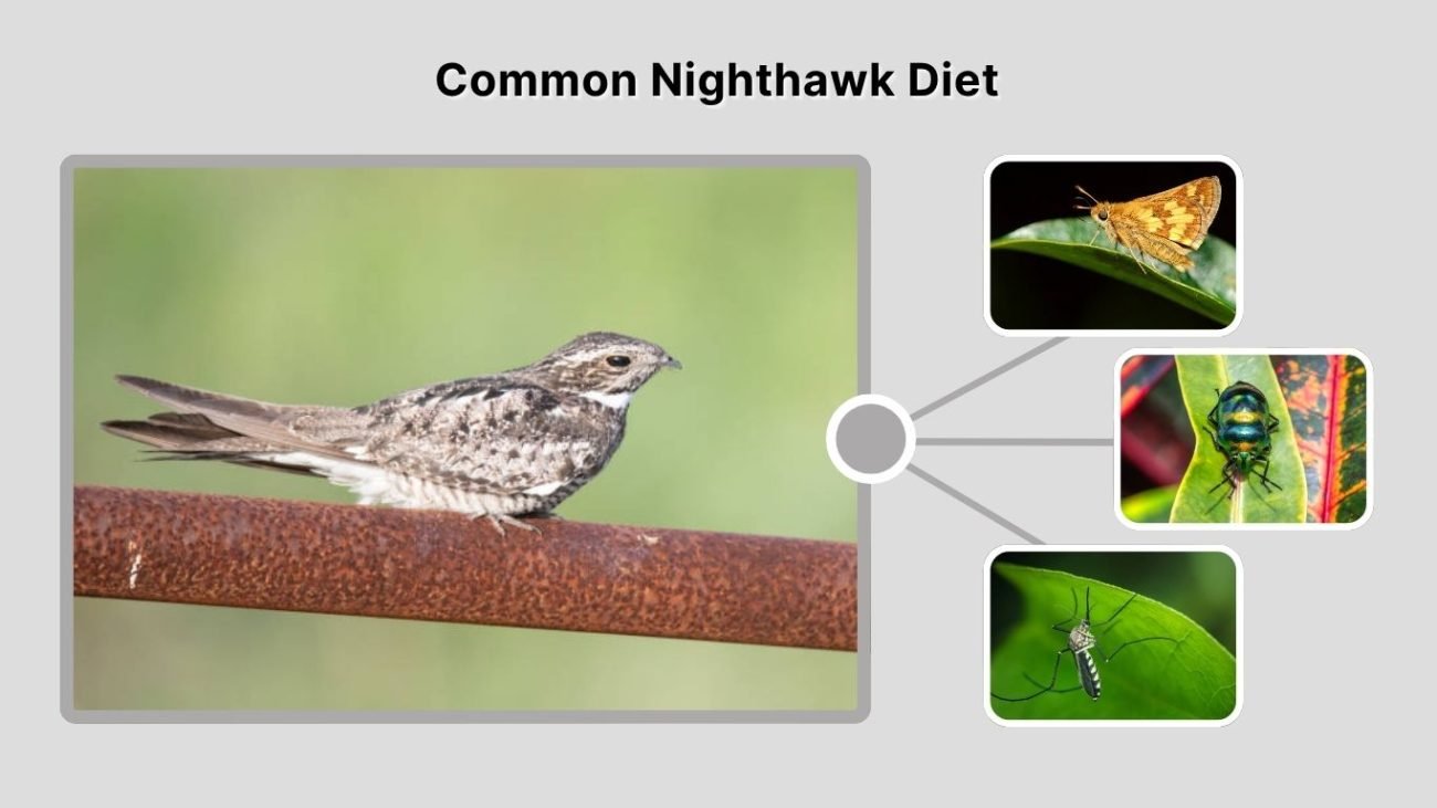 Common Nighthawk Diet