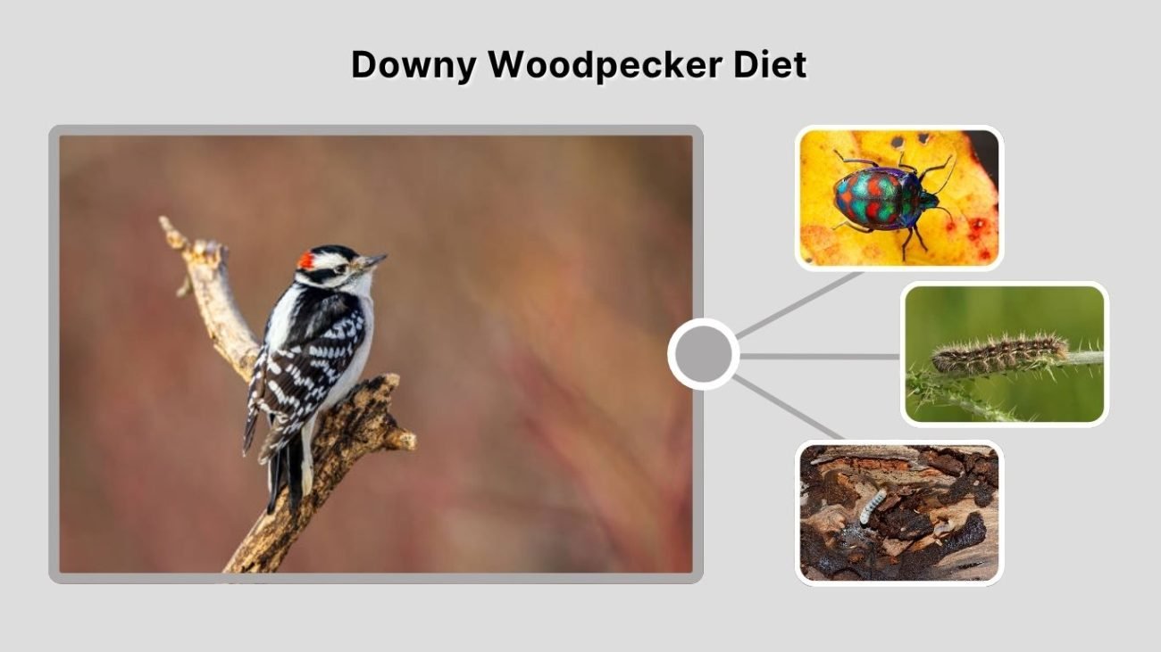 Downy Woodpecker Diet