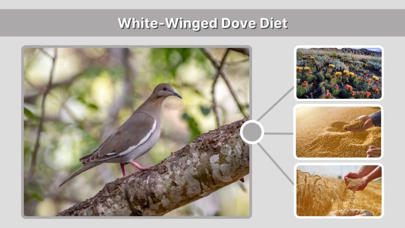 White-Winged Dove Diet