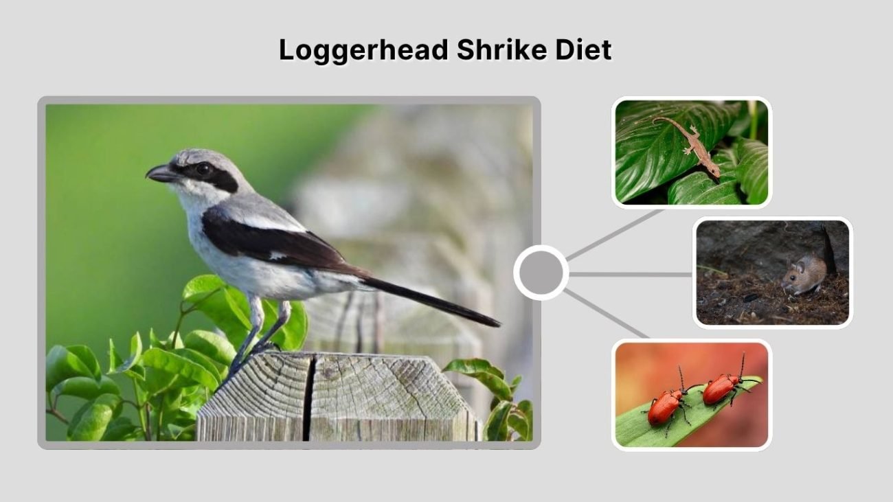 Loggerhead Shrike Diet