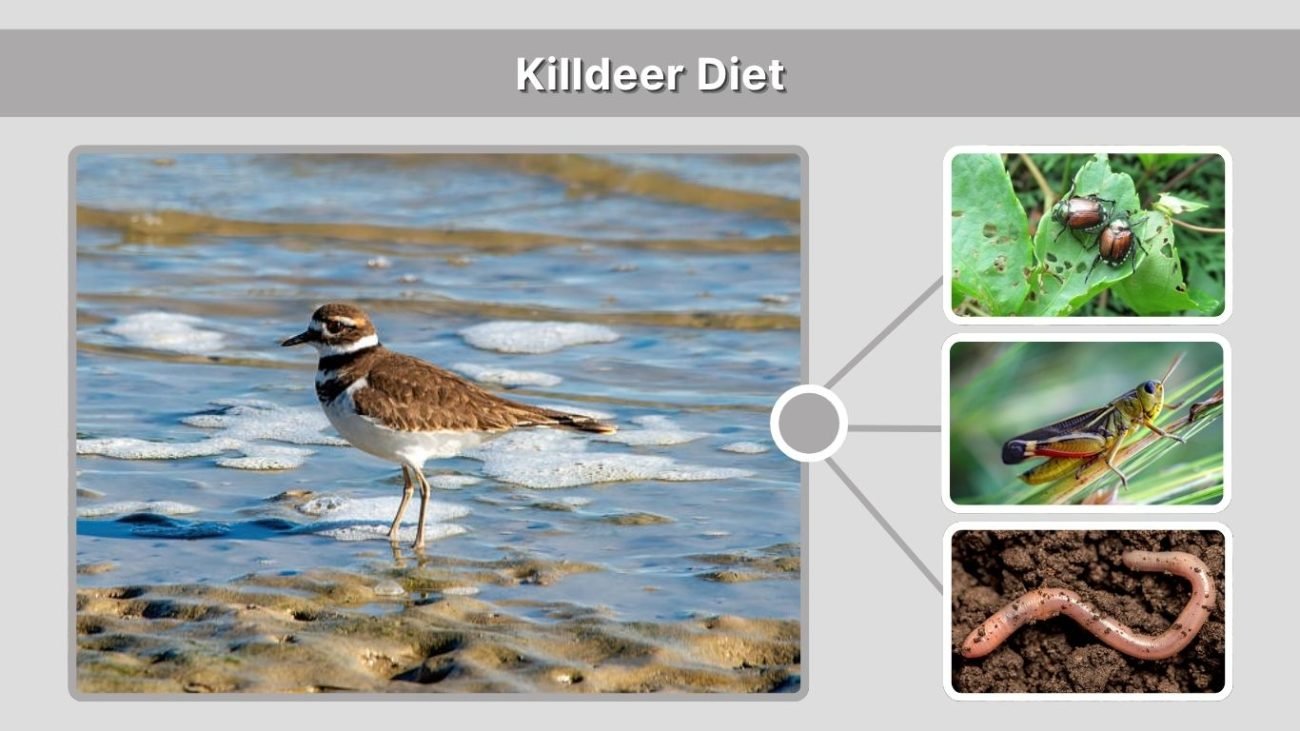 Killdeer Diet