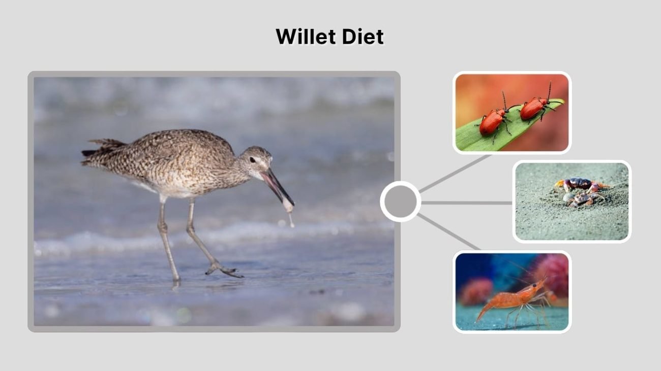 Willet Diet