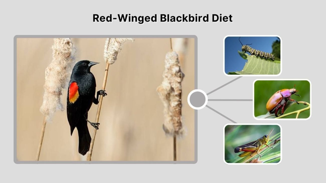 Red-Winged Blackbird Diet