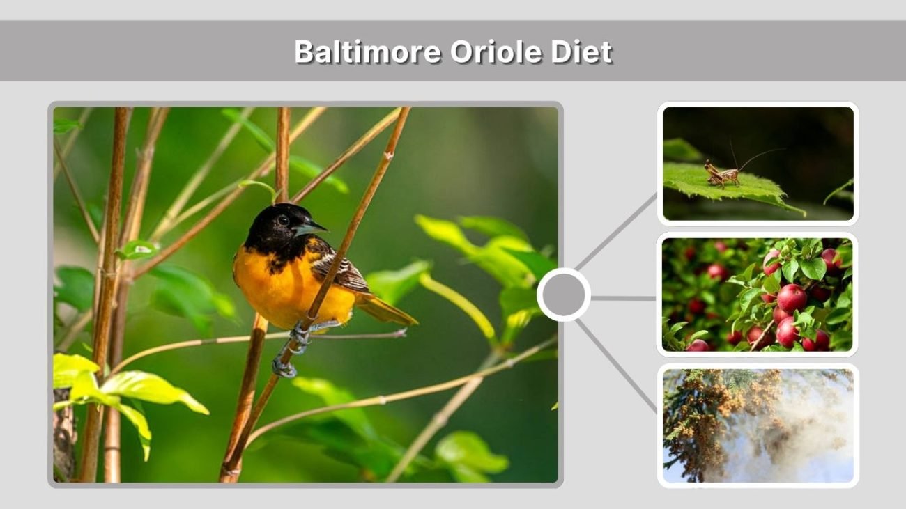 Baltimore Oriole Diet