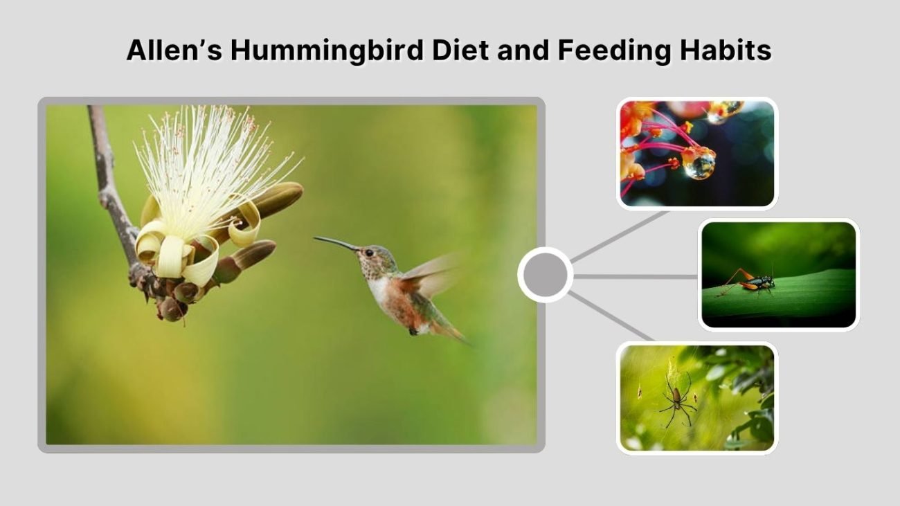 Allen’s Hummingbird Diet and Feeding Habits