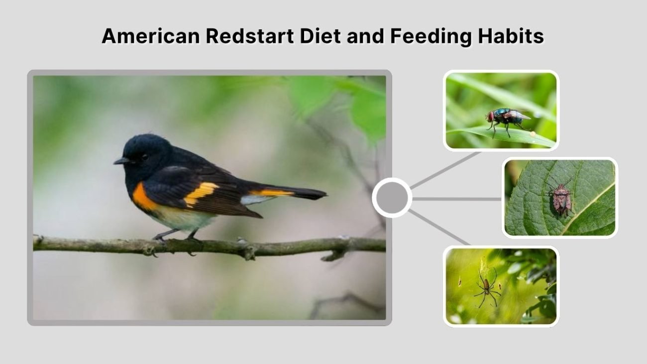 American Redstart Diet and Feeding Habits