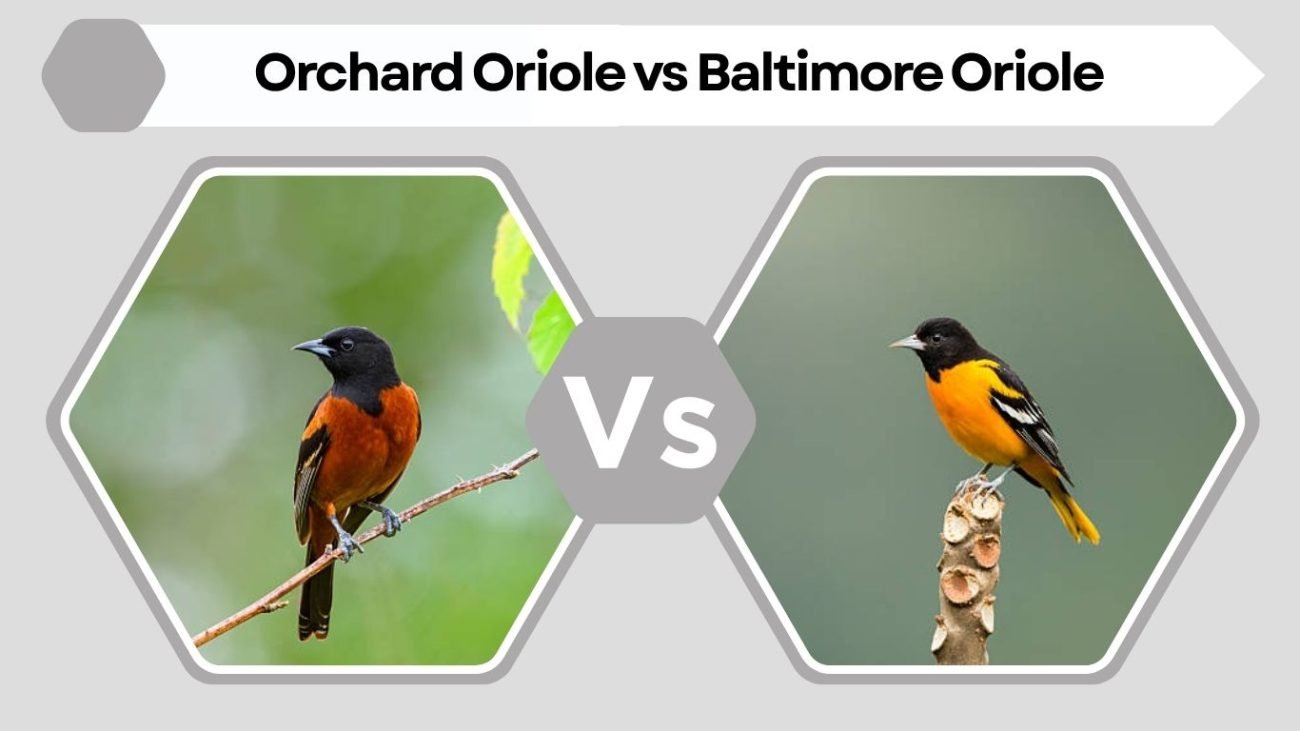 Orchard Oriole vs Baltimore Oriole