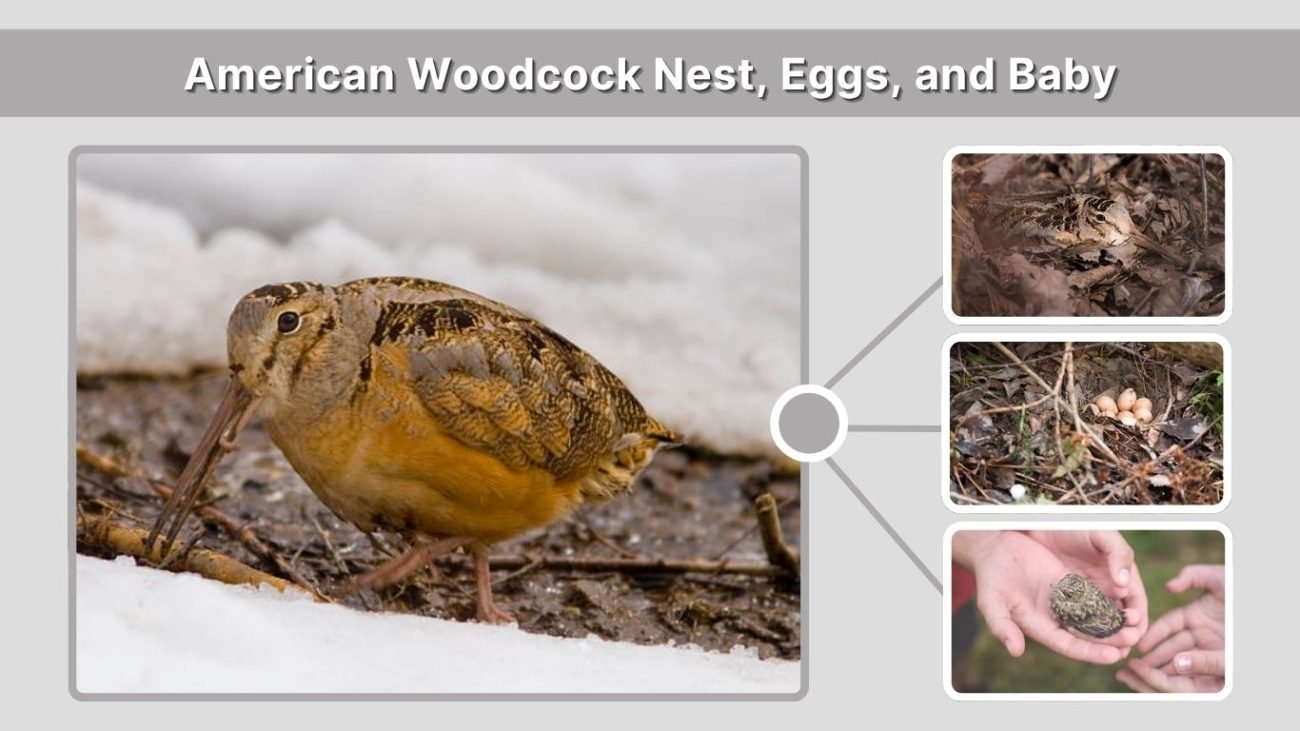 American Woodcock Nest, Eggs, and Baby