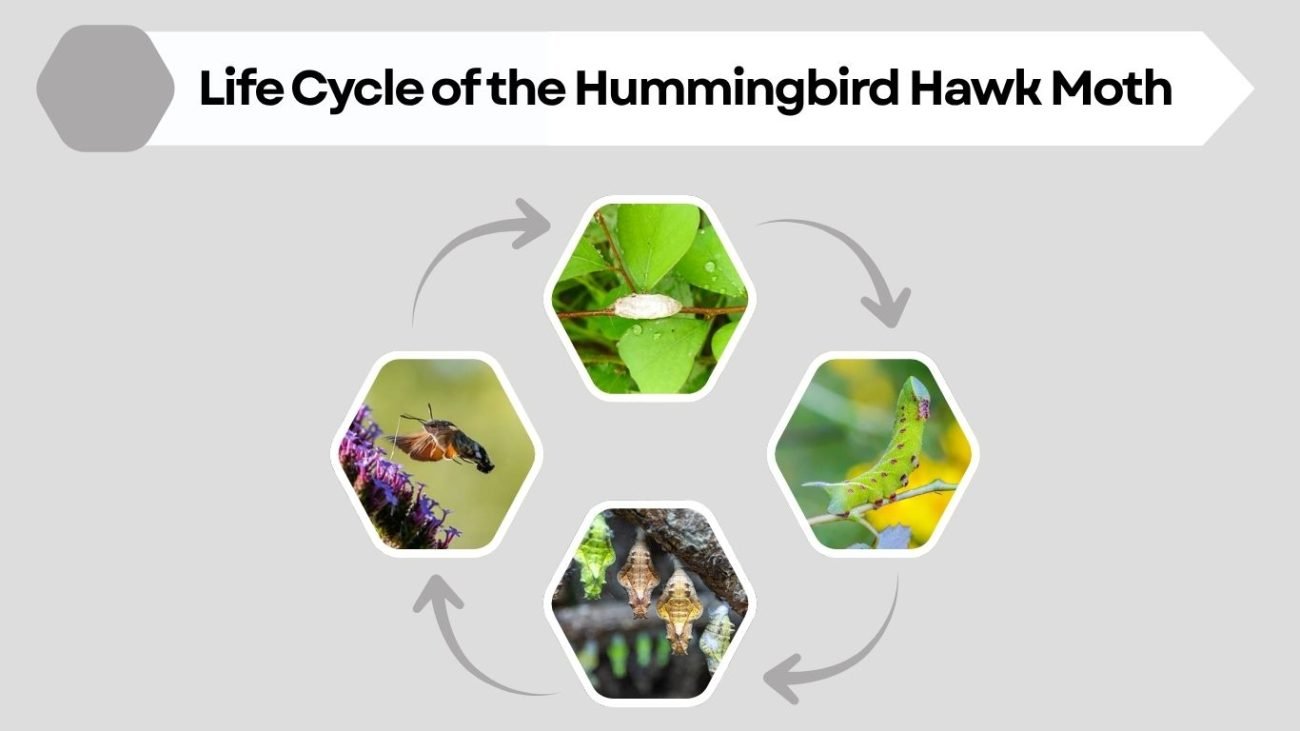Life Cycle of the Hummingbird Hawk Moth