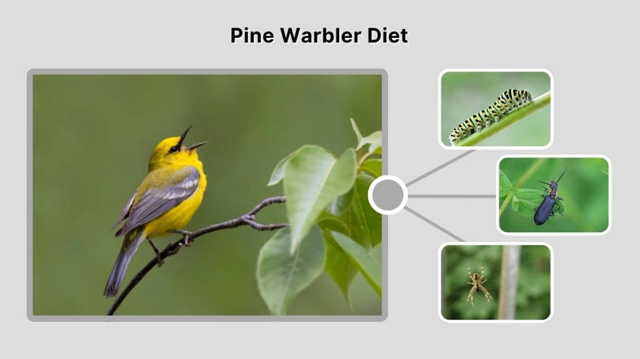Pine Warbler Diet