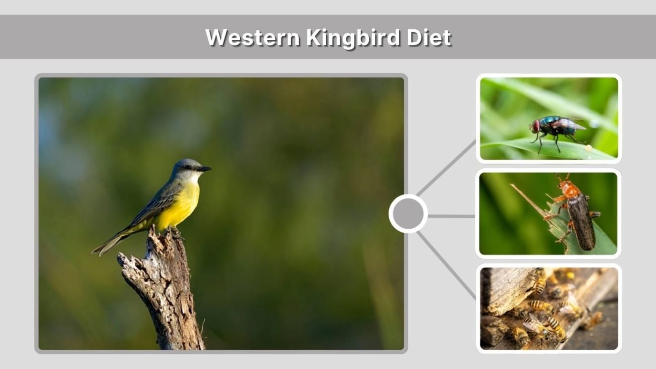Western Kingbird Diet