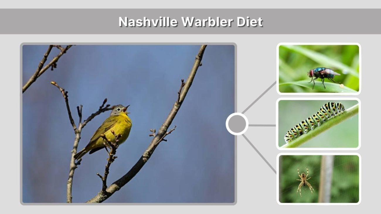 Nashville Warbler Diet